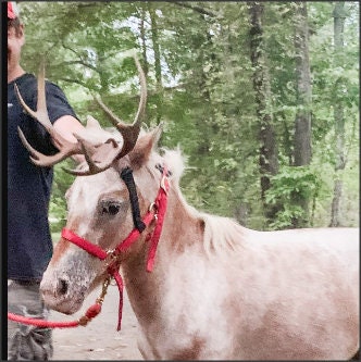 NEW ARRIVAL! Horse Pony halter Reindeer antlers Deer Antlers  3D Printed (Ultra Light Weight Plastic) horned halter attachment Antlers